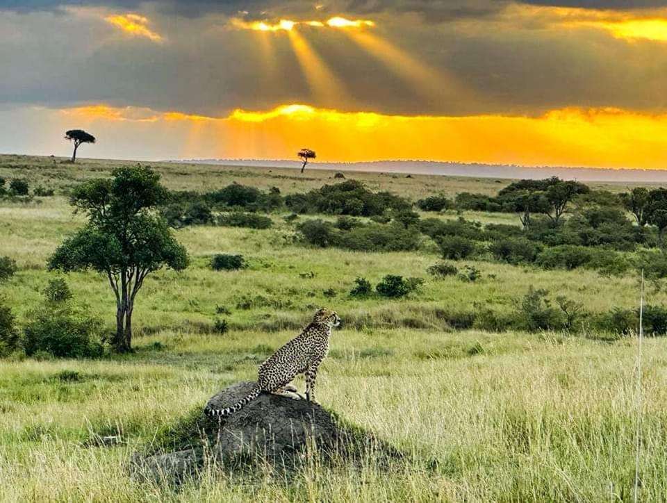 Leruk Maasai Mara Camp Hotel Sekenani Exterior foto