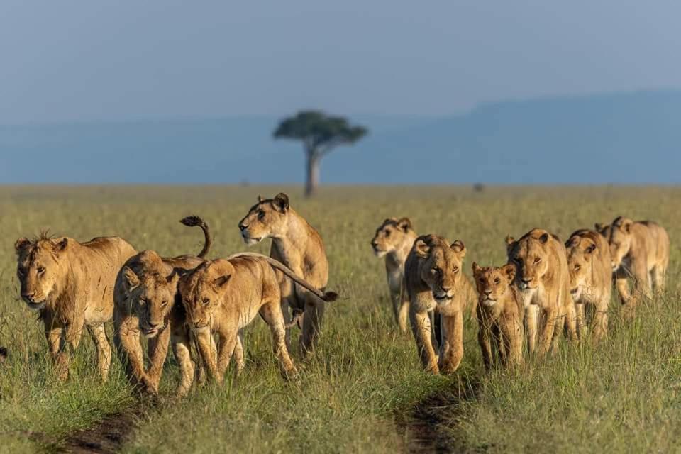 Leruk Maasai Mara Camp Hotel Sekenani Exterior foto